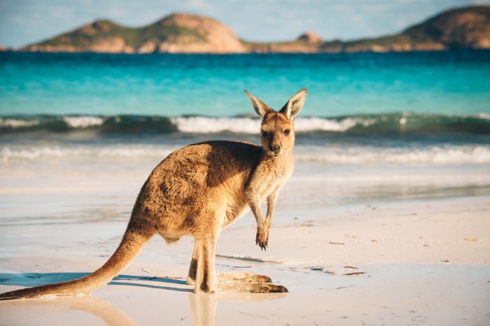 Australia: Becas Para Maestría y Doctorado en Diversos Temas University of Adelaide